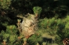 Thaumetopoea sp.