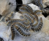 Traumatocampa pityocampa