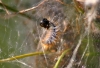 Traumatocampa pityocampa