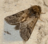Traumatocampa pityocampa