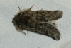 Traumatocampa pityocampa