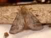 Traumatocampa pityocampa