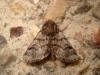 Traumatocampa pityocampa