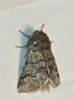 Traumatocampa pityocampa