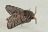 Traumatocampa pityocampa