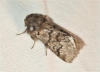 Traumatocampa pityocampa