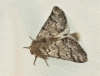 Traumatocampa pityocampa