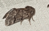 Traumatocampa pityocampa