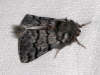 Traumatocampa pityocampa