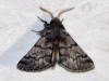 Traumatocampa pityocampa
