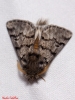 Traumatocampa pityocampa