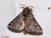 Traumatocampa pityocampa