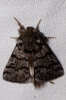 Traumatocampa pityocampa