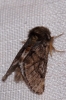 Traumatocampa pityocampa