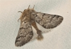Traumatocampa pityocampa