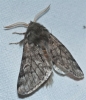 Traumatocampa pityocampa