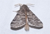 Traumatocampa pityocampa