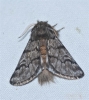 Traumatocampa pityocampa