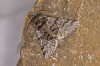 Traumatocampa pityocampa