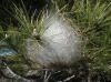 Traumatocampa pityocampa