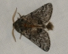 Traumatocampa pityocampa