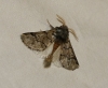 Traumatocampa pityocampa