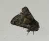 Traumatocampa pityocampa