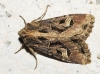 Trigonophora flammea