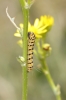 Tyria jacobaeae