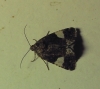 Tyta luctuosa