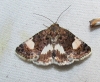 Tyta luctuosa