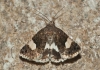 Tyta luctuosa