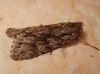 Xylocampa areola