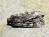 Xylocampa areola