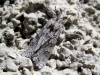 Xylocampa areola