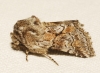 cleonymia yvanii cleonymia yvanii