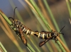 Bembecia iberica