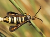 Bembecia iberica