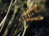 Bembecia ichneumoniformis