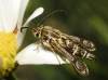 Chamaesphecia empiformis ? 1/2