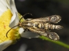 Chamaesphecia empiformis ? 2/2