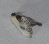 Cilix glaucata