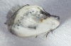 Cilix glaucata