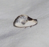 Cilix glaucata