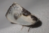 Cilix glaucata