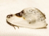 Cilix glaucata