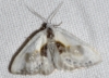 Cilix glaucata