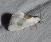 Cilix glaucata