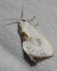Cilix glaucata