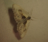 Cilix glaucata